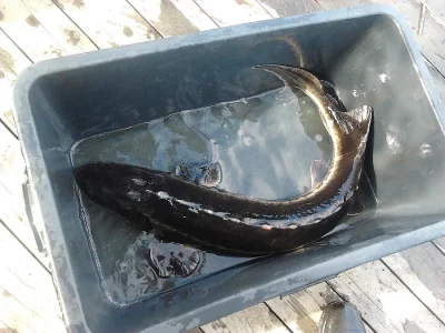 Prodej jeseterů ruských 4-8kg